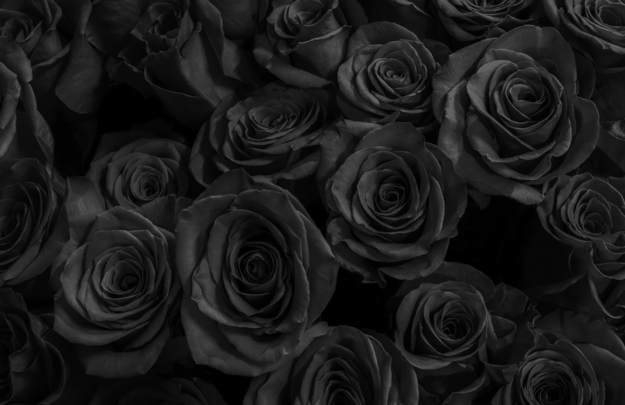 Фотообои Темные розы