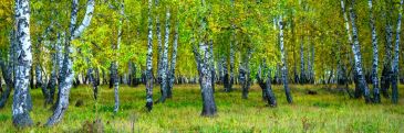 Фотообои Березовый лес