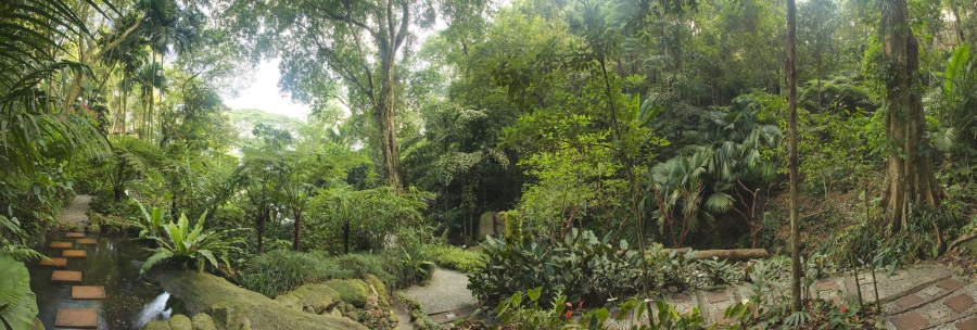 Фотообои Тропический сад