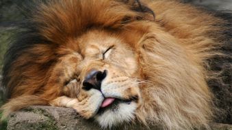 Фотообои Спящий лев