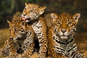 Фреска семья леопардов