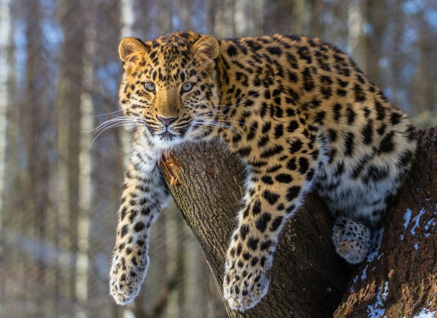 Фотообои отдыхающий леопард