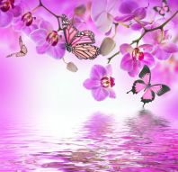 Фреска орхидеи и бабочки