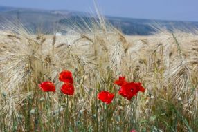 Фотообои Маки на пшеничном поле