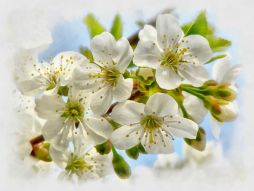 Фотообои Цветущая вишня