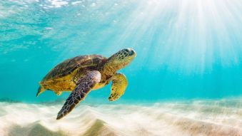 Фотообои Морская черепаха