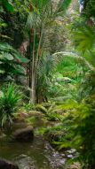 Фреска Тропический лес