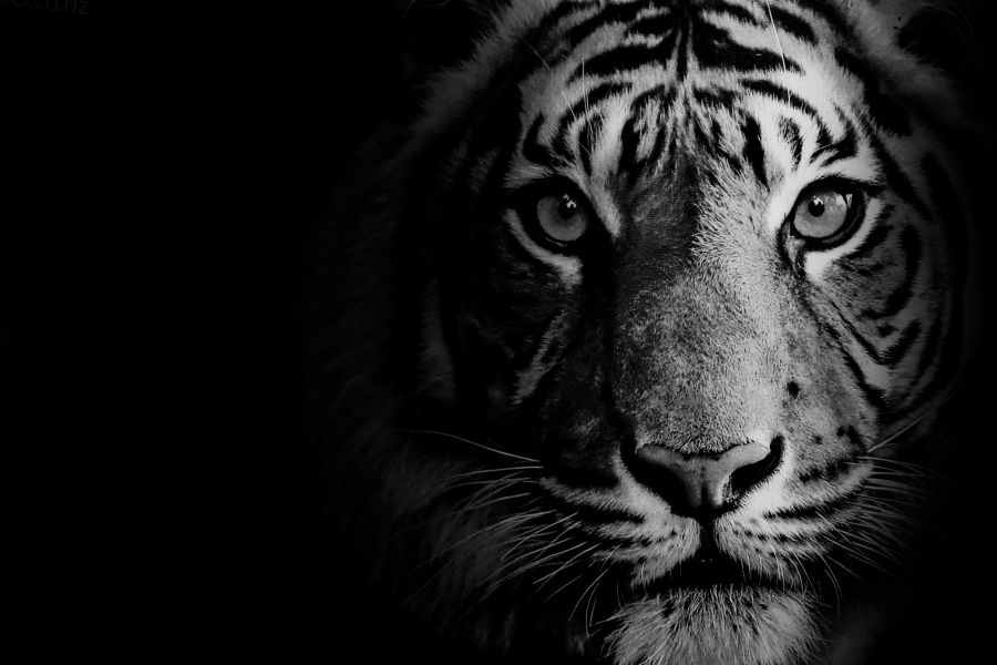 Фотообои Портрет тигра