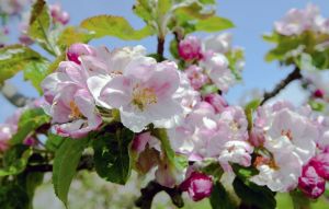 Фотообои Цветущая яблоня