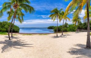 Фотообои Пляж с пальмами