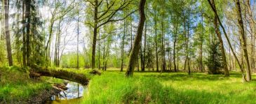 Фотообои Весенний лес