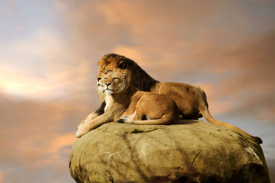 Фотообои Пара львов