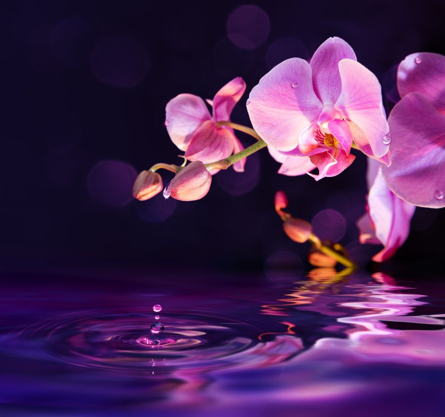 Фреска Орхидея над водой