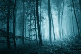 Фотообои Призрачный лес