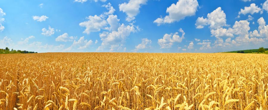 Фотообои Пшеничное поле