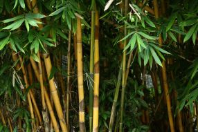Фреска Бамбуковые стебли