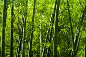 Фреска Бамбуковый лес