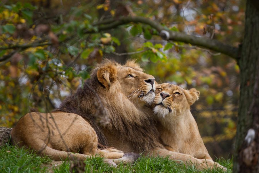 Фотообои Пара львов