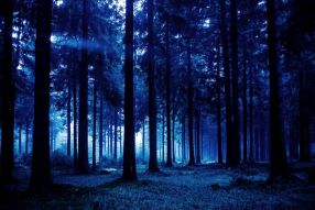 Фотообои Мрачный лес