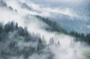 Фотообои Покрытый туманом лес