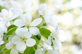 Фотообои Цветы яблони