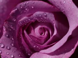 Фотообои Фиолетовая роза с каплями росы