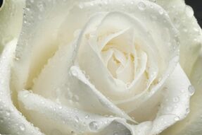 Фотообои Капли росы на лепестках белой розы