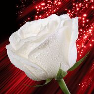Фотообои Большая белая роза