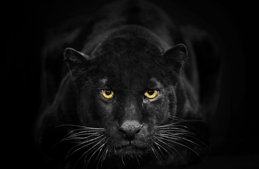 Картина на холсте черная пантера, арт hd0810001